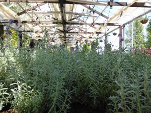 September 14, 2015 - (03) Farm Tomita - 033