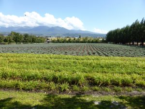 September 14, 2015 - (03) Farm Tomita - 041