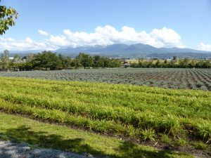 September 14, 2015 - (03) Farm Tomita - 042