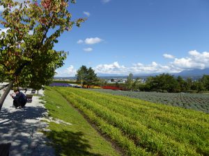 September 14, 2015 - (03) Farm Tomita - 043