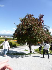 September 14, 2015 - (03) Farm Tomita - 047