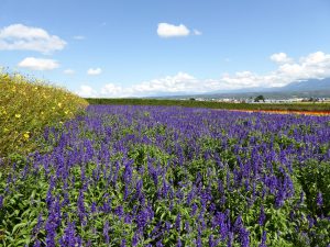 September 14, 2015 - (03) Farm Tomita - 050