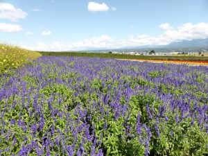September 14, 2015 - (03) Farm Tomita - 052