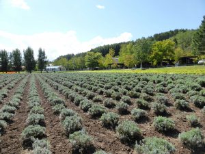 September 14, 2015 - (03) Farm Tomita - 053