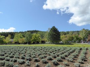 September 14, 2015 - (03) Farm Tomita - 054