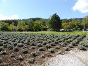 September 14, 2015 - (03) Farm Tomita - 055