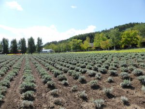 September 14, 2015 - (03) Farm Tomita - 056