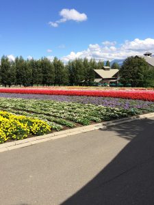September 14, 2015 - (03) Farm Tomita - 079