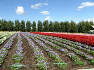 September 14, 2015 - (03) Farm Tomita - 080