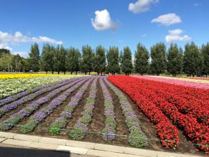 September 14, 2015 - (03) Farm Tomita - 081