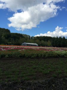 September 14, 2015 - (03) Farm Tomita - 085