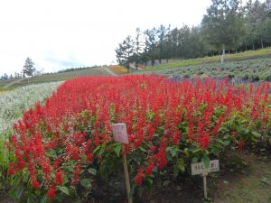 September 14, 2015 - (05) Saika no Sato - 009