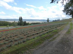 September 14, 2015 - (05) Saika no Sato - 016