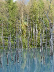 September 14, 2015 - (07) Biei Shirogane Blue Pond - 018
