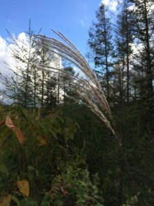 September 14, 2015 - (07) Biei Shirogane Blue Pond - 052