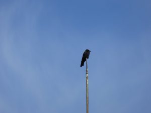 September 15, 2015 - (02) Outside - 024