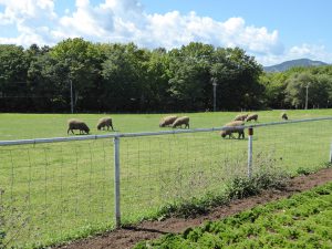 September 15, 2015 - (05) Hitsujigaoka Observation Hill - 029