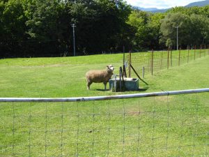 September 15, 2015 - (05) Hitsujigaoka Observation Hill - 045