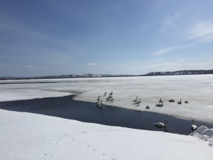Hokkaido-1703-245