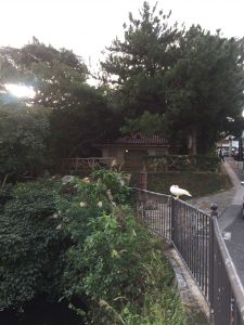 Okinawa171123 - (03) Ryutan - 29