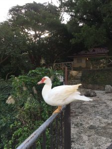 Okinawa171123 - (03) Ryutan - 33