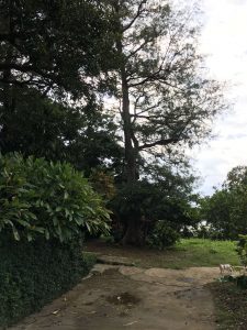 Okinawa171123 - (05) Shurikinjocho - 32