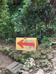 Okinawa171123 - (05) Shurikinjocho - 40