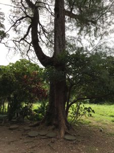Okinawa171123 - (05) Shurikinjocho - 45