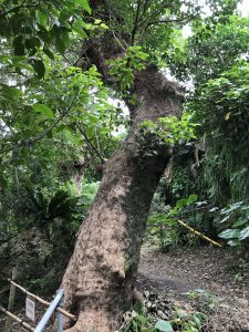 Okinawa171123 - (05) Shurikinjocho - 48