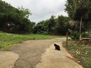 Okinawa171123 - (05) Shurikinjocho - 49