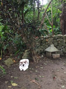 Okinawa171123 - (05) Shurikinjocho - 54