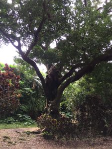 Okinawa171123 - (05) Shurikinjocho - 58