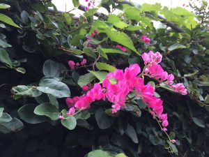 Okinawa171123 - (05) Shurikinjocho - 66