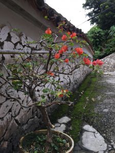 Okinawa171123 - (05) Shurikinjocho - 69