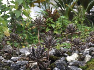 Okinawa171123 - (05) Shurikinjocho - 72