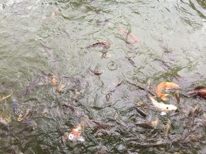 Okinawa171123 - (11) Naha Fukushuen - 109