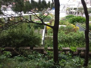 Okinawa171123 - (11) Naha Fukushuen - 17