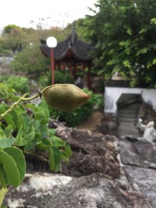 Okinawa171123 - (11) Naha Fukushuen - 50