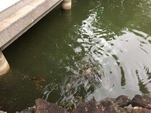 Okinawa171123 - (11) Naha Fukushuen - 95