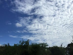 Okinawa171124 - (2) Way to Kyoda Road Station - 13