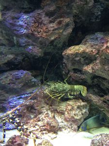 Okinawa171124 - (4) Churaumi Aquarium - 102