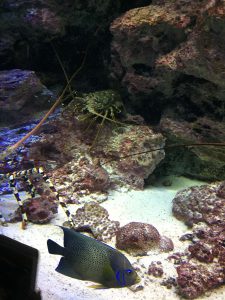 Okinawa171124 - (4) Churaumi Aquarium - 105