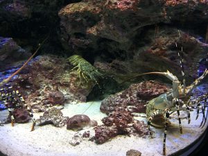 Okinawa171124 - (4) Churaumi Aquarium - 108