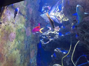 Okinawa171124 - (4) Churaumi Aquarium - 109