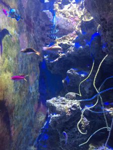 Okinawa171124 - (4) Churaumi Aquarium - 110