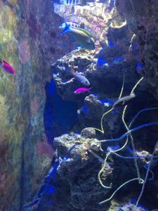 Okinawa171124 - (4) Churaumi Aquarium - 111