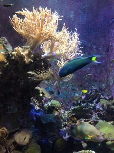 Okinawa171124 - (4) Churaumi Aquarium - 113
