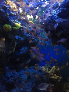 Okinawa171124 - (4) Churaumi Aquarium - 115