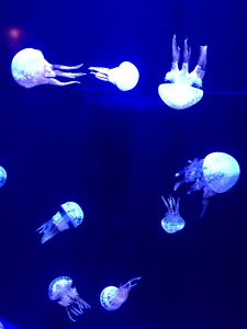 Okinawa171124 - (4) Churaumi Aquarium - 122