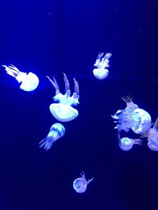 Okinawa171124 - (4) Churaumi Aquarium - 124